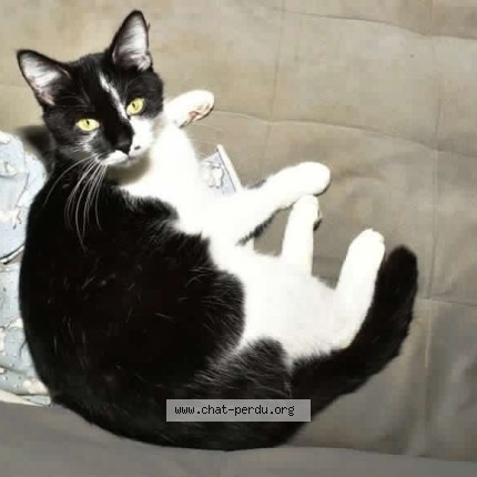 Photo of a cat found in Marckolsheim