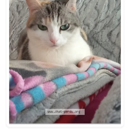 Photo of a cat found in Montigny Les Cormeilles