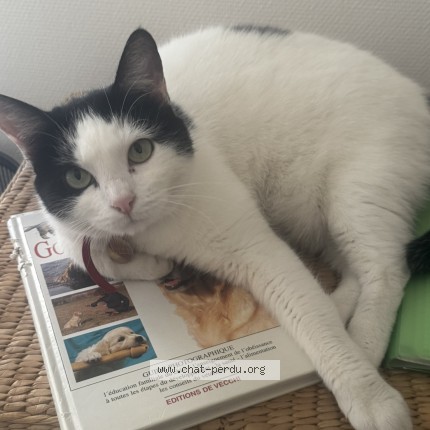 Photo of a cat found in Saint Nizier Du Moucherotte