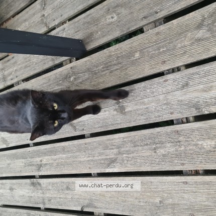 Photo of a cat found in Saint Maurice Montcouronne