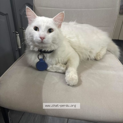 Foto 1/1 flocon Kat vermist in Anhee