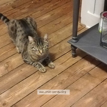 Photo of a cat found in Le Bouscat