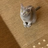 Minette