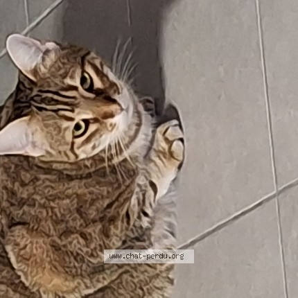Photo of a cat found in 63430 Pont Du Chateau