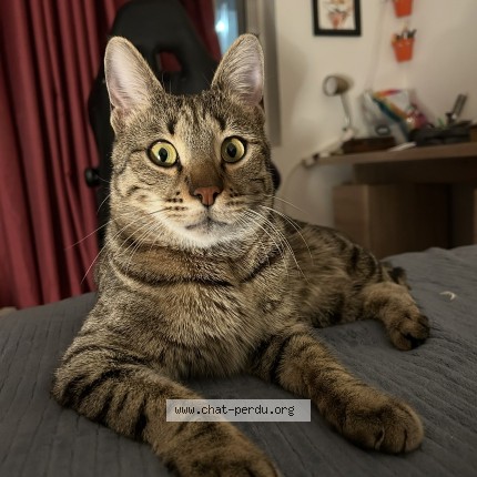 Photo 1/1 Achilles Cat lost in Montreal