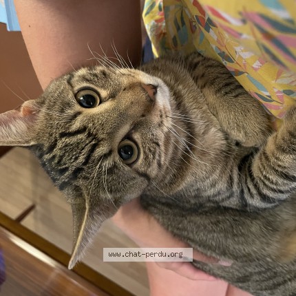 Photo of a cat found in Troyes
