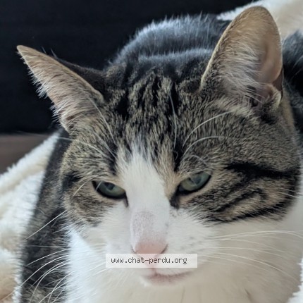 Foto van vermiste kat in Meise