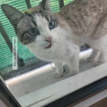 Photo of a cat found in Carrieres Sur Seine