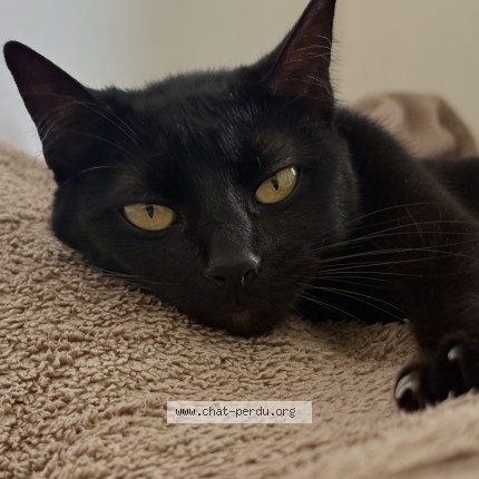 Photo of a cat found in Talence