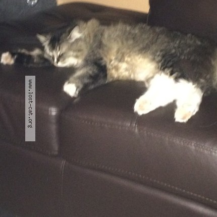 Photo 1/1 baba Cat lost in Coachella