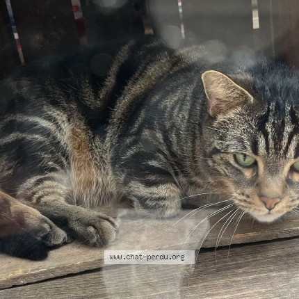Photo of a cat found in Montauban
