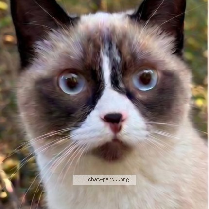 Photo 1/1 Wapi Cat lost in Saint Simeon Port Au Persil