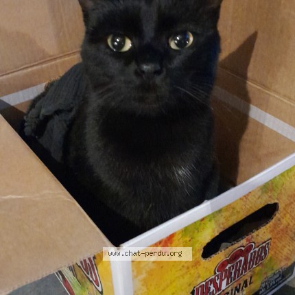 Photo of a cat found in Anetz