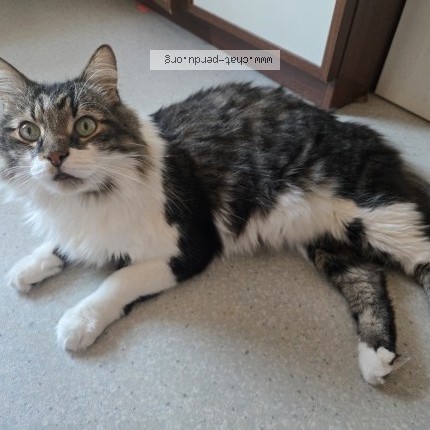 Photo of a cat found in Strasbourg