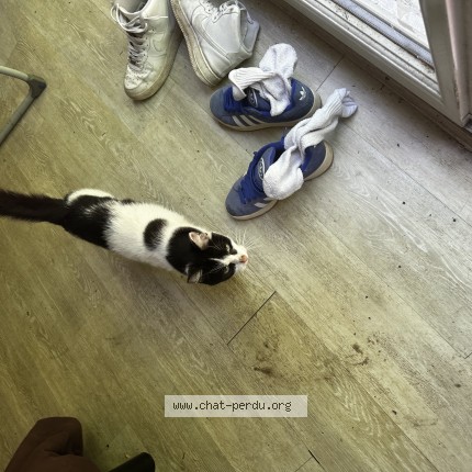Photo of a cat found in Gradignan