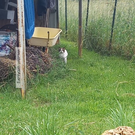 Photo of a cat found in Pourcy