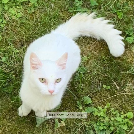 Foto 1/4 Gefundene Katze Gefunden in Lausanne