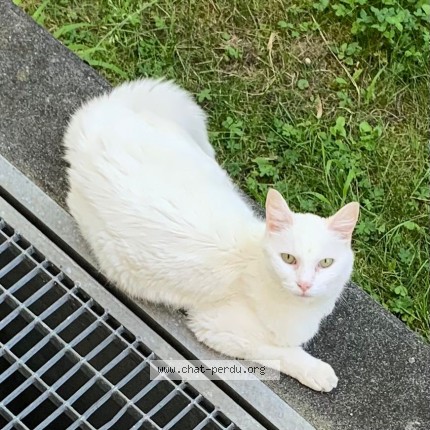 Foto 2/4 Gefundene Katze Gefunden in Lausanne