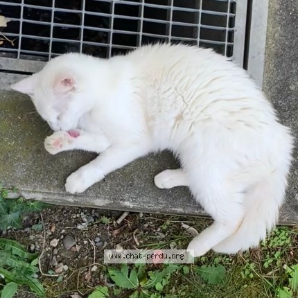Foto 3/4 Gefundene Katze Gefunden in Lausanne