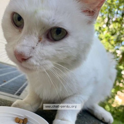 Foto 4/4 Gefundene Katze Gefunden in Lausanne