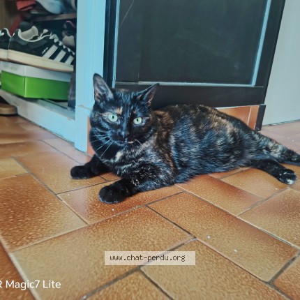 Photo of a cat found in Beziers
