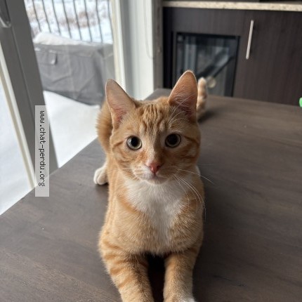 Photo 1/1 Reunited cat Lost in Quebec