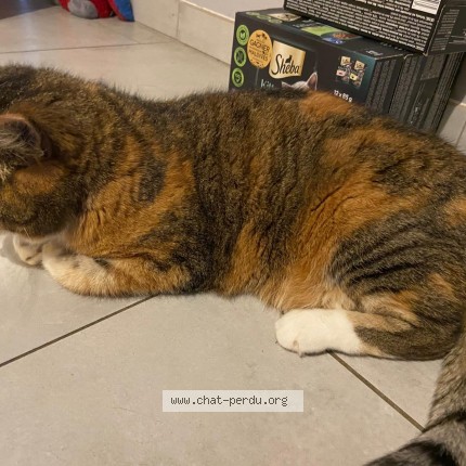 Photo of a cat found in Plechatel