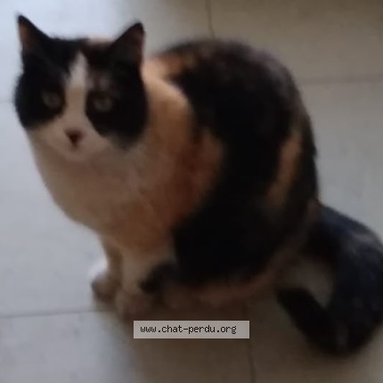 Photo of a cat found in Clermont Ferrand