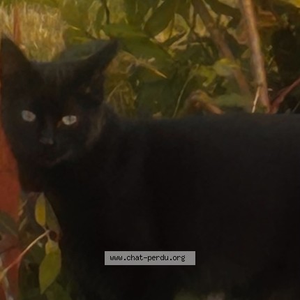 Foto 1/1 moise Kat vermist in Ans