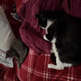 Kitty