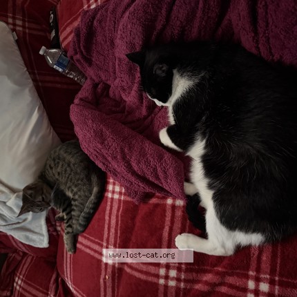 Photo 1/1 Kitty Cat lost in Burnsville