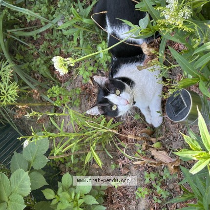 Photo of a cat found in Mouli S
