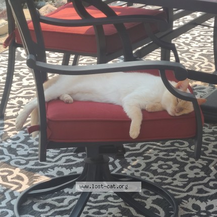 Photo 1/1 Reunited cat Lost in Warren