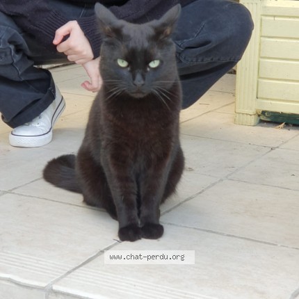 Photo of a cat found in Tourlaville