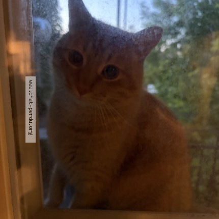 Photo 1/3 Found cat Found in Montreal