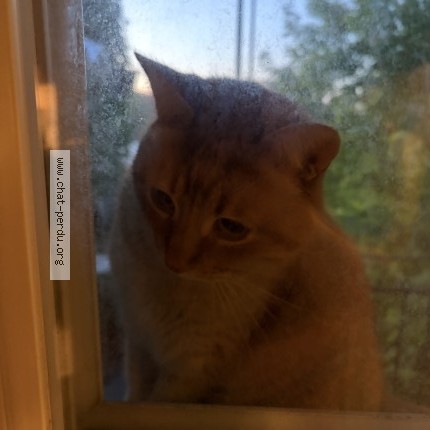 Photo 2/3 Found cat Found in Montreal