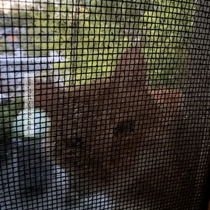 Photo 3/3 Found cat Found in Montreal
