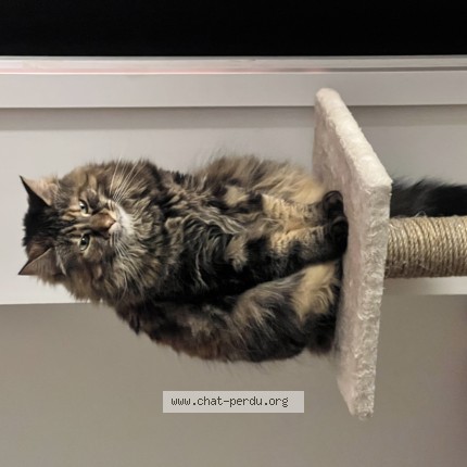 Photo of a cat found in Charentay
