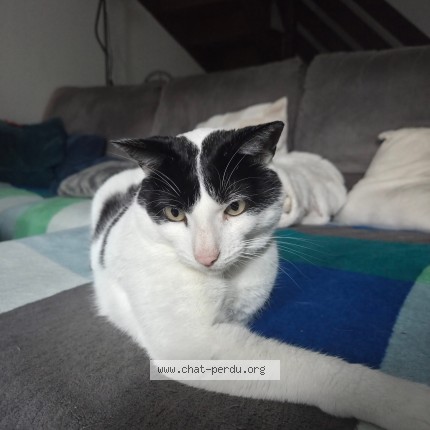 Photo of a cat found in Voiron
