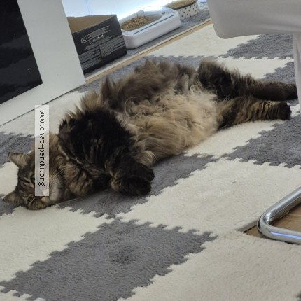 Foto einer verlorenen Katze in Yverdon Les Bains