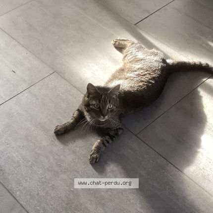 Photo of a cat found in Eckbolsheim