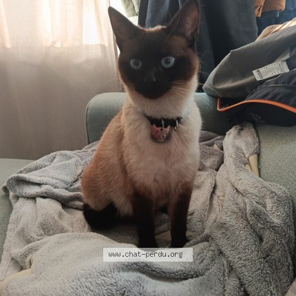 Photo of a cat found in Amiens