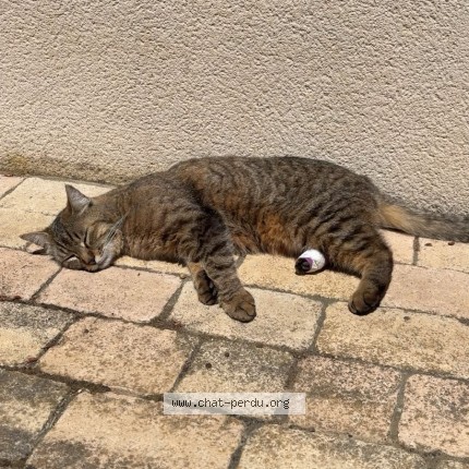 Photo of a cat found in Vernaison