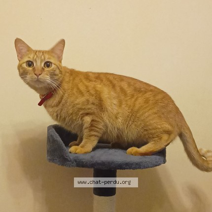 Photo of a cat found in Bezons
