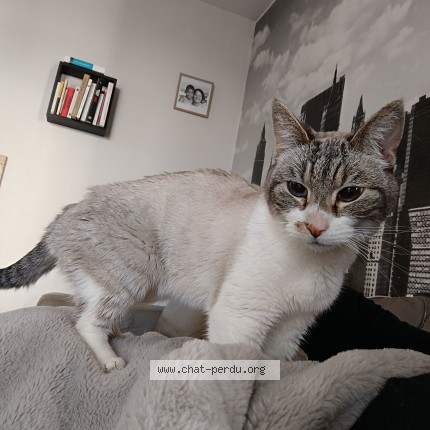 Photo of a cat found in Sainte Cecile Camiers