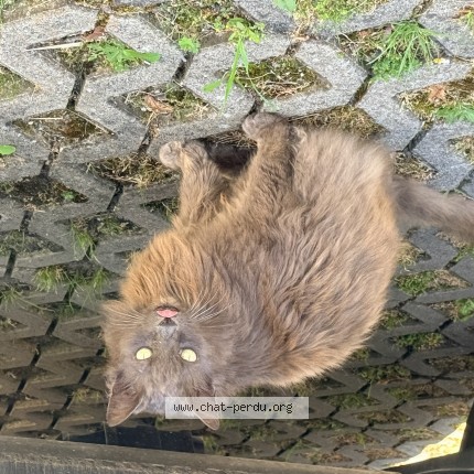 Foto di gatto trovato a Geneve Chevrens