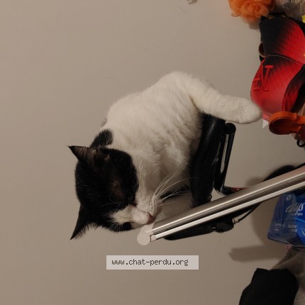 Photo of a cat found in Dammartin En Geole