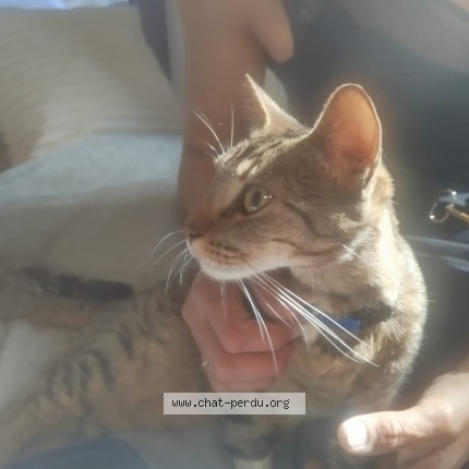 Photo of a cat found in Sainte Savine