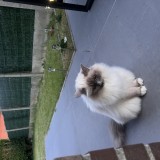 Siyan