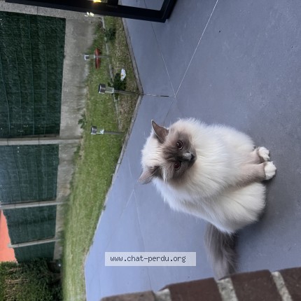 Foto van vermiste kat in Zaventem